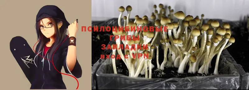 где купить наркоту  Галич  Псилоцибиновые грибы Magic Shrooms 